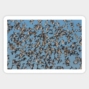 Wintering Ducks in Flight Sticker